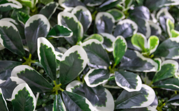 treemaker_BETRAGO-35