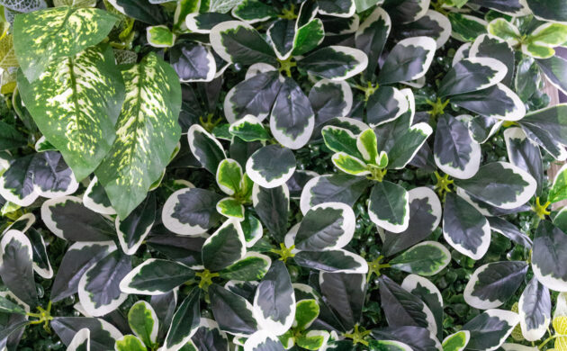 treemaker_BETRAGO-38