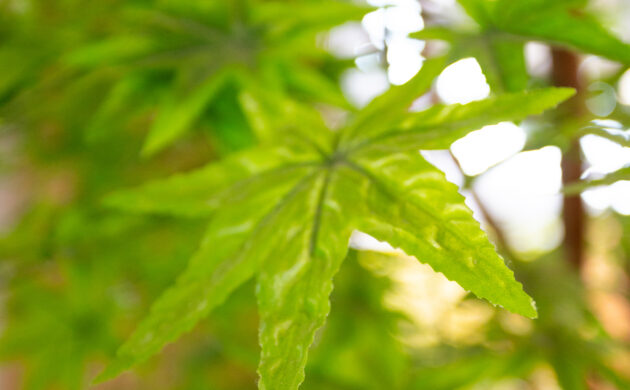 treemaker_harumiki-23