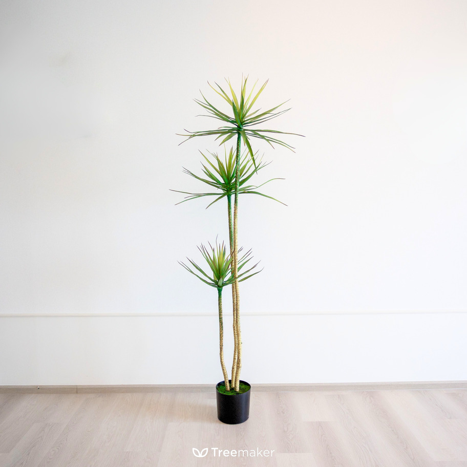 จันทร์ผาเลือดมังกร (Dracaena Draco)4