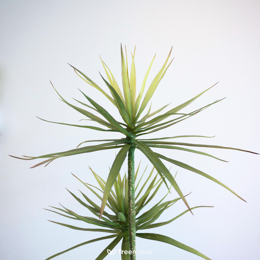 จันทร์ผาเลือดมังกร (Dracaena Draco)3
