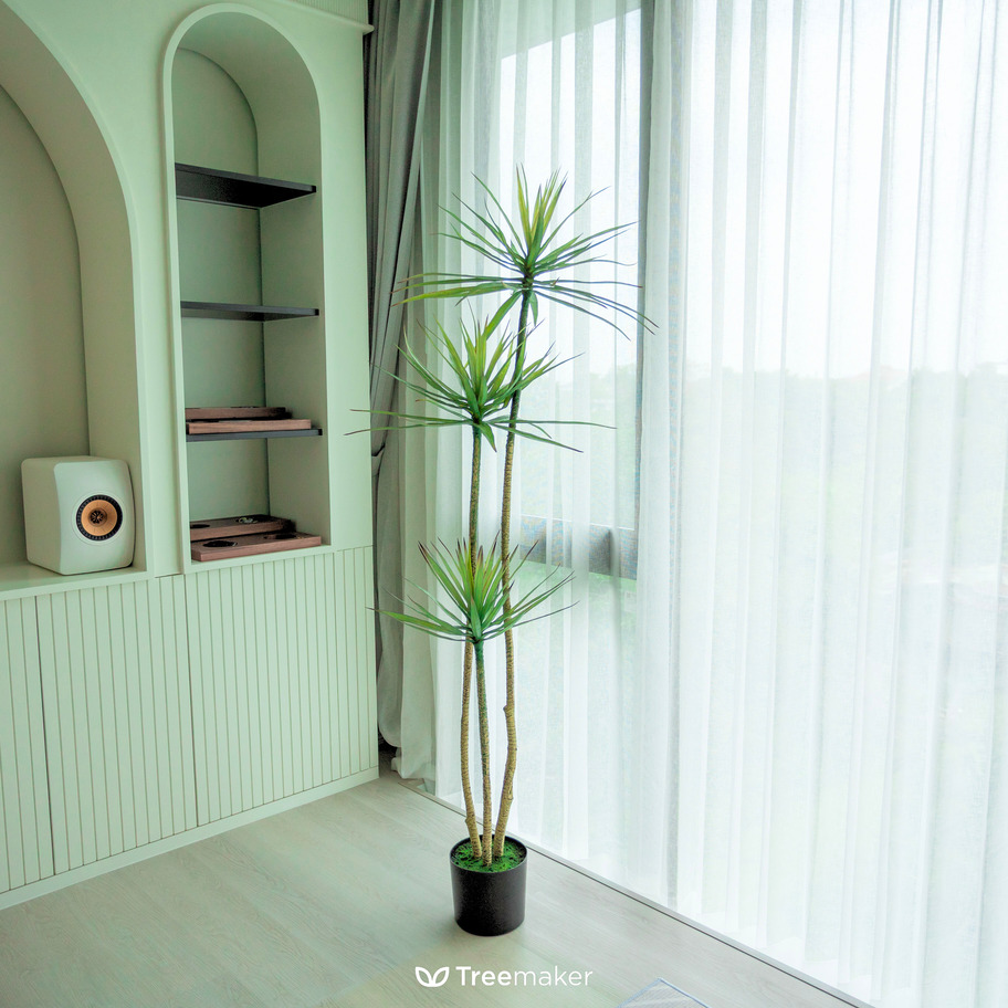 จันทร์ผาเลือดมังกร (Dracaena Draco)1