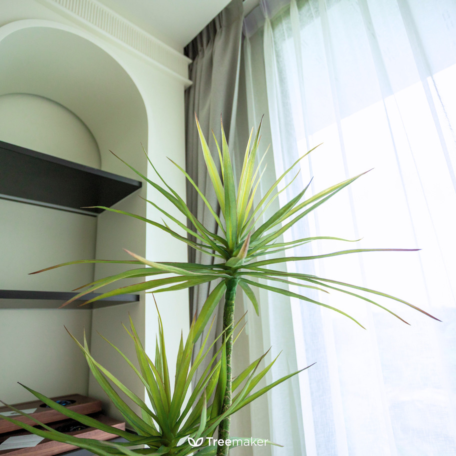 จันทร์ผาเลือดมังกร (Dracaena Draco)2