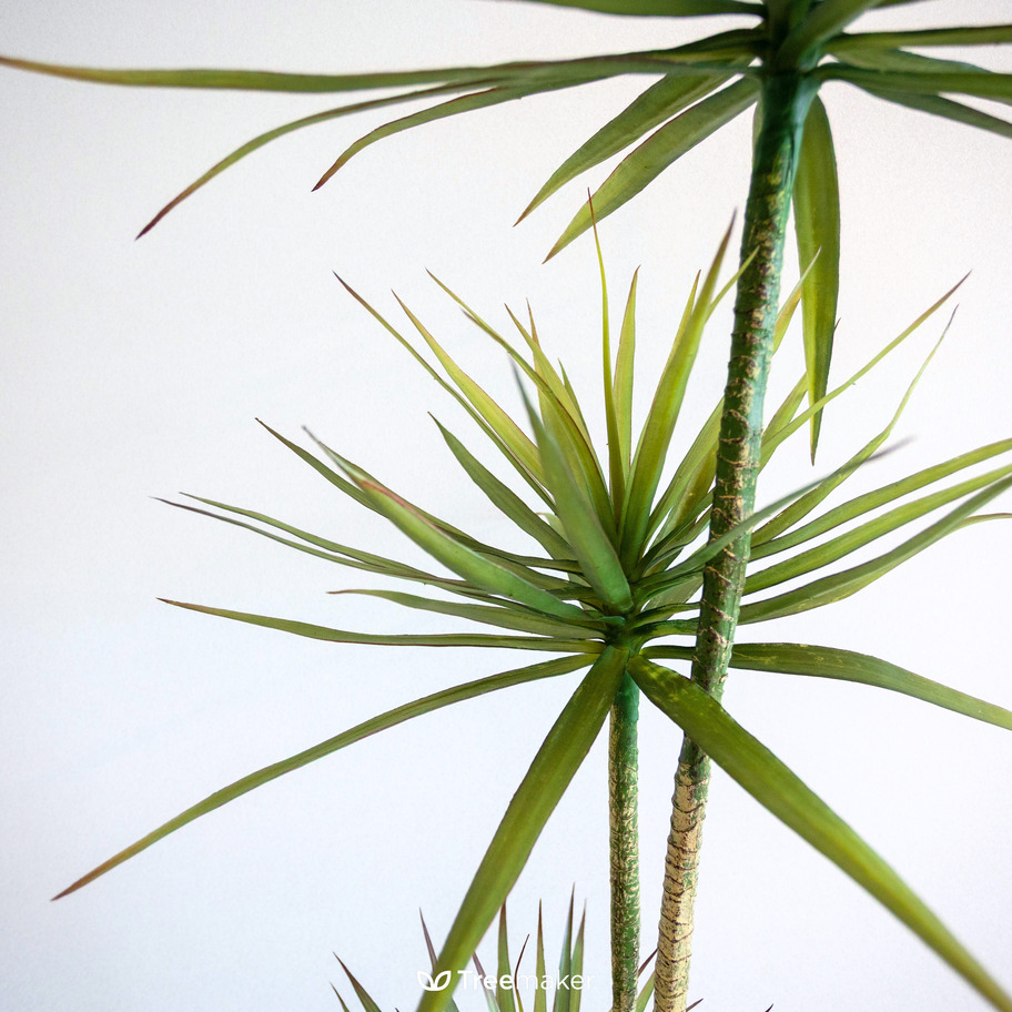 จันทร์ผาเลือดมังกร (Dracaena Draco)5